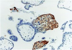 Invitrogen HLA-G Monoclonal Antibody (MEM-G/1) 100 &mu;g; Unconjugated:Antibodies,