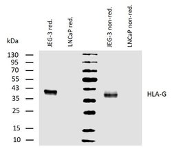 Invitrogen HLA-G Monoclonal Antibody (MEM-G/1) 100 &mu;g; Unconjugated:Antibodies,