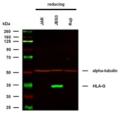 Invitrogen HLA-G Monoclonal Antibody (MEM-G/1) 100 &mu;g; Unconjugated:Antibodies,