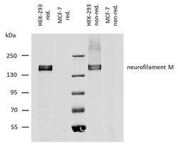 Invitrogen NEFM Monoclonal Antibody (NF-09) 100 &mu;g; Unconjugated:Antibodies,