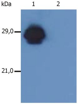 Invitrogen HLA-DR/DP Monoclonal Antibody (MEM-136) 100 &mu;g; Unconjugated:Antibodies,