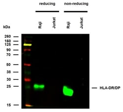 Invitrogen HLA-DR/DP Monoclonal Antibody (MEM-136) 100 &mu;g; Unconjugated:Antibodies,