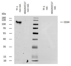 Invitrogen CD34 Monoclonal Antibody (4H11[APG]) 100 &mu;g; Unconjugated:Antibodies,