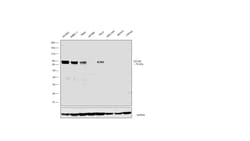 Invitrogen CD105 Monoclonal Antibody (MEM-226) 100 &mu;g; Unconjugated:Antibodies,