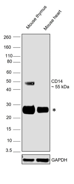 Invitrogen&trade;&nbsp;CD14 Monoclonal Antibody (B-A8)
