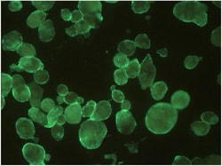 Invitrogen Herpes Simplex Virus Type 1/2 gB Monoclonal Antibody (T111)