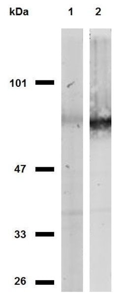 Invitrogen CD44 Monoclonal Antibody (MEM-263) 100 &mu;g; Unconjugated:Antibodies,