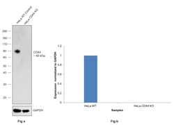 Invitrogen CD44 Monoclonal Antibody (MEM-263) 100 &mu;g; Unconjugated:Antibodies,