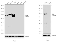 Invitrogen CD44 Monoclonal Antibody (MEM-263) 100 &mu;g; Unconjugated:Antibodies,