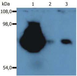 Invitrogen CD44 Monoclonal Antibody (MEM-263) 100 &mu;g; Unconjugated:Antibodies,
