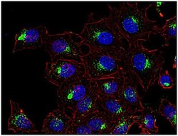 Invitrogen CD63 Monoclonal Antibody (MEM-259) 100 &mu;g; Unconjugated:Antibodies,