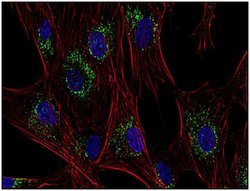 Invitrogen CD63 Monoclonal Antibody (MEM-259) 100 &mu;g; Unconjugated:Antibodies,