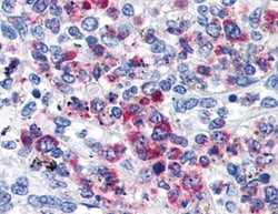 Invitrogen CD63 Monoclonal Antibody (MEM-259) 100 &mu;g; Unconjugated:Antibodies,