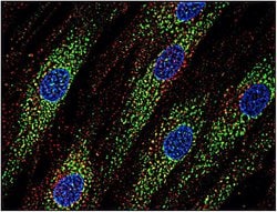 Invitrogen CD63 Monoclonal Antibody (MEM-259) 100 &mu;g; Unconjugated:Antibodies,