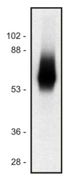 Invitrogen TRIM Monoclonal Antibody (TRIM-04) 100 &mu;g; Unconjugated:Antibodies,
