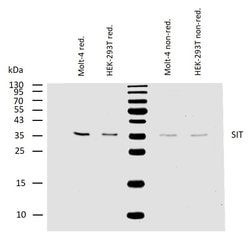 Invitrogen SIT Monoclonal Antibody (SIT-01) 100 &mu;g; Unconjugated:Antibodies,