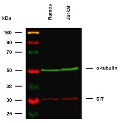 Invitrogen SIT Monoclonal Antibody (SIT-01) 100 &mu;g; Unconjugated:Antibodies,