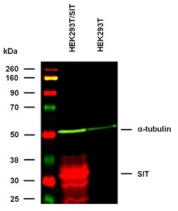 Invitrogen SIT Monoclonal Antibody (SIT-01) 100 &mu;g; Unconjugated:Antibodies,