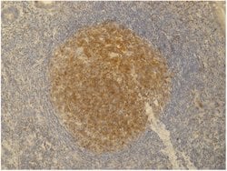 Invitrogen PAG1 Monoclonal Antibody (PAG-C1) 100 &mu;g; Unconjugated:Antibodies,