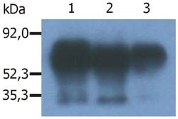 Invitrogen PAG1 Monoclonal Antibody (PAG-C1) 100 &mu;g; Unconjugated:Antibodies,