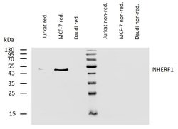 Invitrogen EBP50 Monoclonal Antibody (EBP-10) 100 &mu;g; Unconjugated:Antibodies,