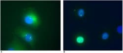Invitrogen DAXX Monoclonal Antibody (DAXX-01) 100 &mu;g; Unconjugated:Antibodies,