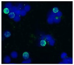 Invitrogen CD45R Monoclonal Antibody (IVA103) 100 &mu;g; Unconjugated:Antibodies,