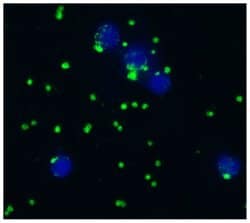 Invitrogen CD41/CD61 Monoclonal Antibody (IVA30) 100 &mu;g; Unconjugated:Antibodies,