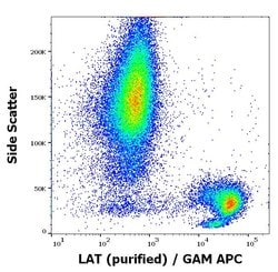 Invitrogen LAT Monoclonal Antibody (LAT-01) 100 &mu;g; Unconjugated:Antibodies,