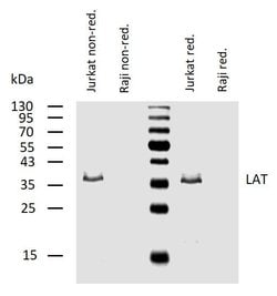 Invitrogen LAT Monoclonal Antibody (LAT-01) 100 &mu;g; Unconjugated:Antibodies,