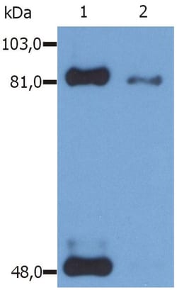 Invitrogen Phospho-STAT1 (Ser727) Monoclonal Antibody (PSM1) 100 &mu;g;
