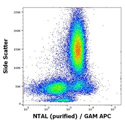 Invitrogen NTAL Monoclonal Antibody (NAP-07) 100 &mu;g; Unconjugated:Antibodies,