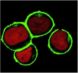 Invitrogen NTAL Monoclonal Antibody (NAP-07) 100 &mu;g; Unconjugated:Antibodies,