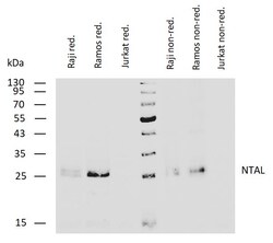 Invitrogen NTAL Monoclonal Antibody (NAP-07) 100 &mu;g; Unconjugated:Antibodies,