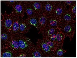Invitrogen Syk Monoclonal Antibody (SYK-01) 100 &mu;g; Unconjugated:Antibodies,