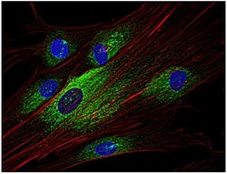 Invitrogen Syk Monoclonal Antibody (SYK-01) 100 &mu;g; Unconjugated:Antibodies,