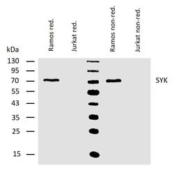 Invitrogen Syk Monoclonal Antibody (SYK-01) 100 &mu;g; Unconjugated:Antibodies,