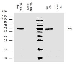 Invitrogen Lyn Monoclonal Antibody (LYN-01) 100 &mu;g; Unconjugated:Antibodies,