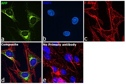 Invitrogen AFP Monoclonal Antibody (AFP-11) 100 &mu;g; Unconjugated:Antibodies,