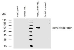Invitrogen AFP Monoclonal Antibody (AFP-11) 100 &mu;g; Unconjugated:Antibodies,