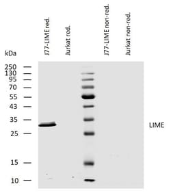 Invitrogen LIME Monoclonal Antibody (LIME-10) 100 &mu;g; Unconjugated:Antibodies,