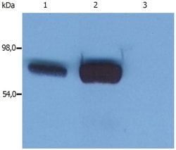 Invitrogen SLP76 Monoclonal Antibody (SLP-76/03) 100 &mu;g; Unconjugated:Antibodies,