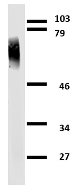 Invitrogen Apolipoprotein J Monoclonal Antibody (Hs-3) 100 &mu;g; Unconjugated:Antibodies,