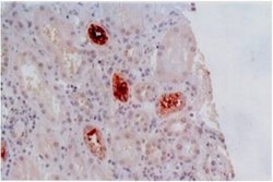 Invitrogen HLA-G Monoclonal Antibody (MEM-G/2) 100 &mu;g; Unconjugated:Antibodies,