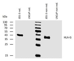 Invitrogen HLA-G Monoclonal Antibody (MEM-G/2) 100 &mu;g; Unconjugated:Antibodies,