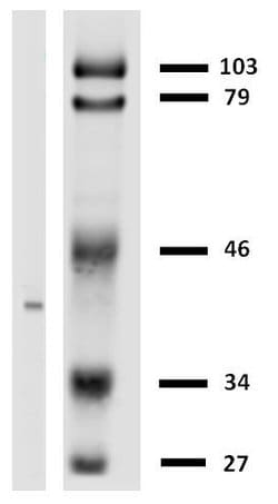 Invitrogen HLA-G Monoclonal Antibody (MEM-G/2) 100 &mu;g; Unconjugated:Antibodies,