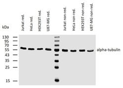Invitrogen alpha Tubulin Monoclonal Antibody (TU-02) 100 &mu;g; Unconjugated:Antibodies,