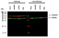 Invitrogen alpha Tubulin Monoclonal Antibody (TU-02) 100 &mu;g; Unconjugated:Antibodies,