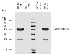 Invitrogen Cytokeratin 18 Monoclonal Antibody (C-04), Biotin 100 &mu;g;