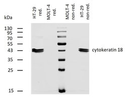 Invitrogen Cytokeratin 18 Monoclonal Antibody (DC-10), Biotin 100 &mu;g;